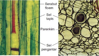  yakni jaringan angkut yang ada di dalam tumbuhan yang memiliki fungsi untuk mengangkut  Pengertian Xilem dan Komponen Penyusun Xilem Tumbuhan