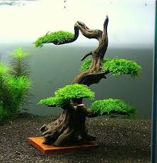 Aquascape trees 