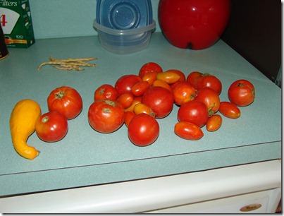 misc and last of garden 004