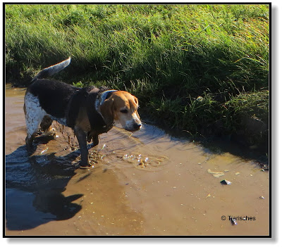 Beagle mit Stiefel