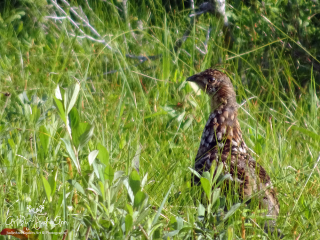 Ruffed Grouse In Wetland