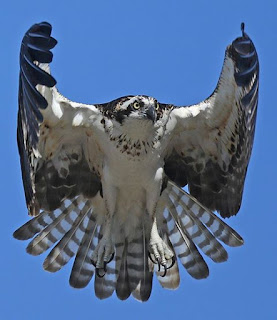 ​Foto.​ ​Águia-pescadora​ ​(Pandion haliaetus), ave de grande porte, de frente, em vo​​o​​​ ​no céu azul sem nuvens.A plumagem é densa​ em preto e branco​. A cabeça é pequena mesclada, olhos redondos amarelos com íris preta, bico preto, curto e bem curvo. As asas expandem-se em um abraço, formando uma capa predominantemente escura na parte externa e quase toda branca na parte interna. Próximo ao pescoço, pequenas mechas pretas formam um colar realçado por penas brancas que recobrem o peito, corpo e patas com garras compridas pretas.As 12 penas da cauda, ​listradas em preto e branco​,​​ abrem-se translúcidas ​em leque invertido. ​