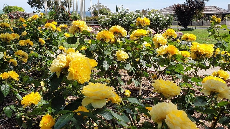 Morwell Centenary Rose Garden