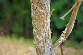 tree,bark,golden trumpets,flowers