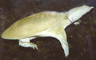 Chinese Softshelled Turtle