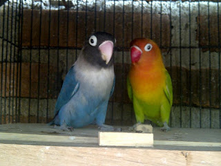 Solusi Love bird cepat bertelur