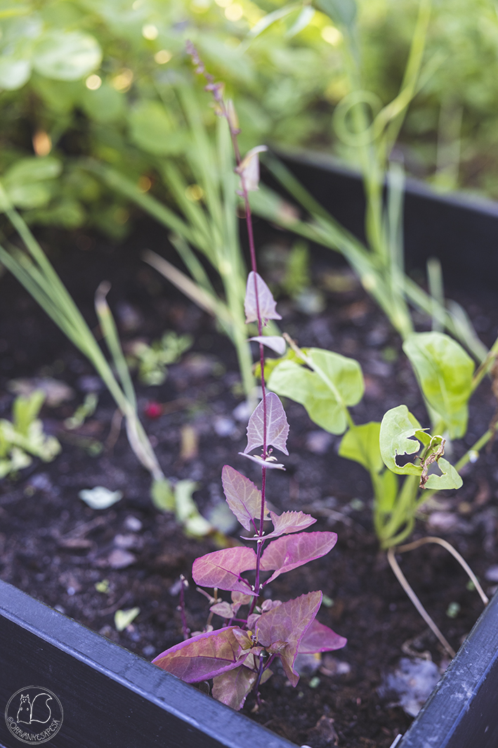 Oravankesäpesä siirtolapuutarha potager tarhamaltsa Atriplex hortensis