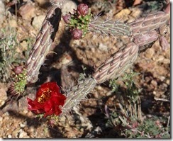 Robles Pass Camero Loop Trail 025