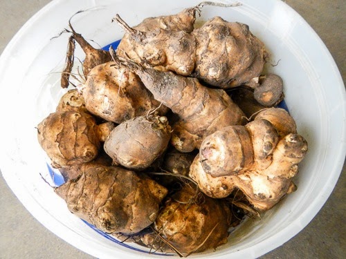 planting sunchokes