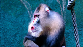 Mandrill