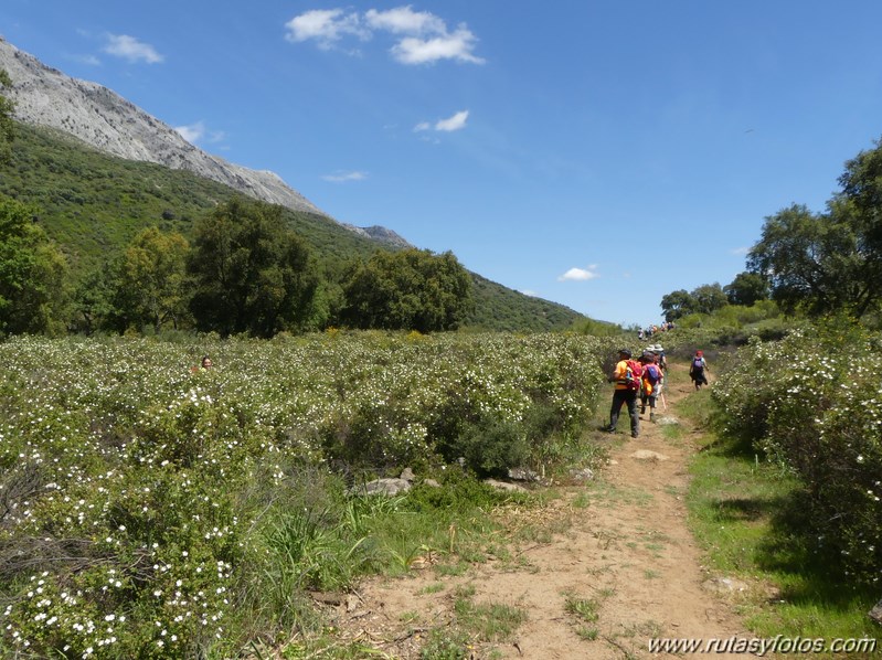 Estación de Cortes - Estación de Benaoján por el sendero del río Guadiaro