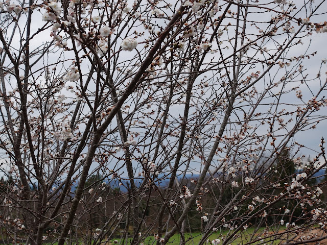 鳥取県道52号岸本江府線の桜