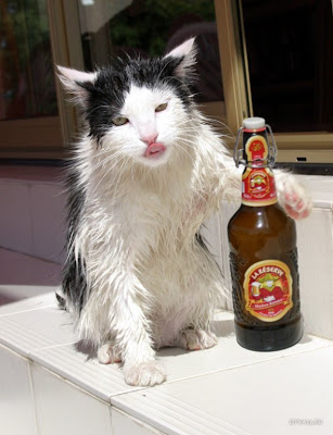 cat drink beer