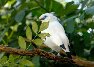  Kumpulan Foto Burung Jalak Malaysia Terbaik
