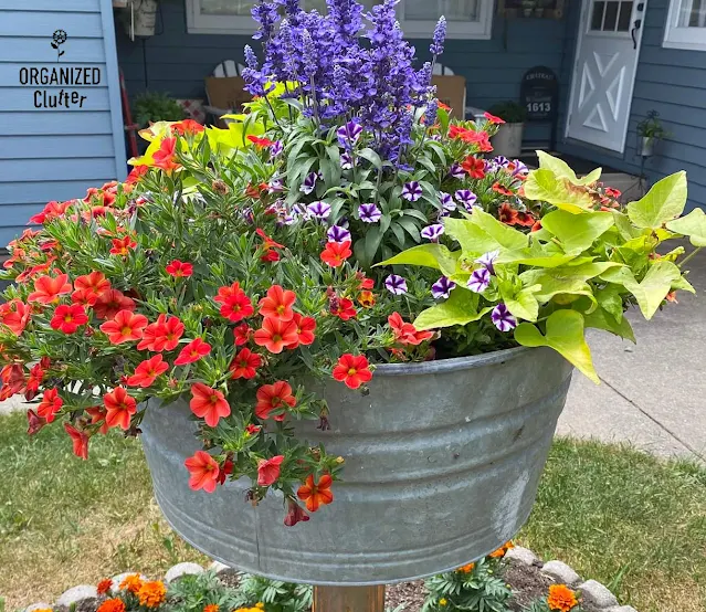 Photo of a laundry tub planted with annuals