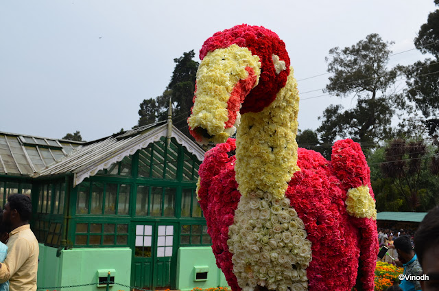 OOTY FLOWER SHOW 2017