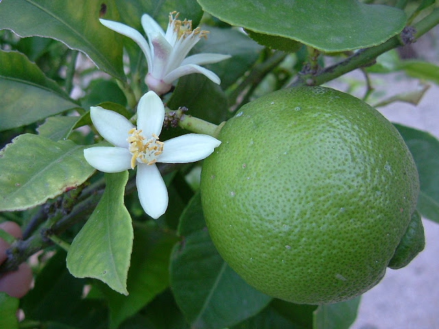 Lime Market