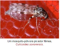 Aedes pode ser transmissor do vírus da Febre Oropouche
