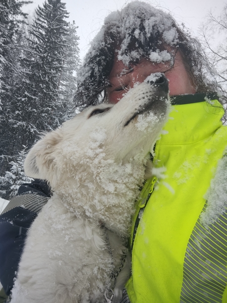 hvit gjeterhund snøvær