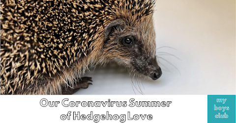 Our Coronavirus Summer of Hedgehog Love