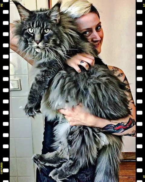 Humungous Maine Coon held by woman with tattoos