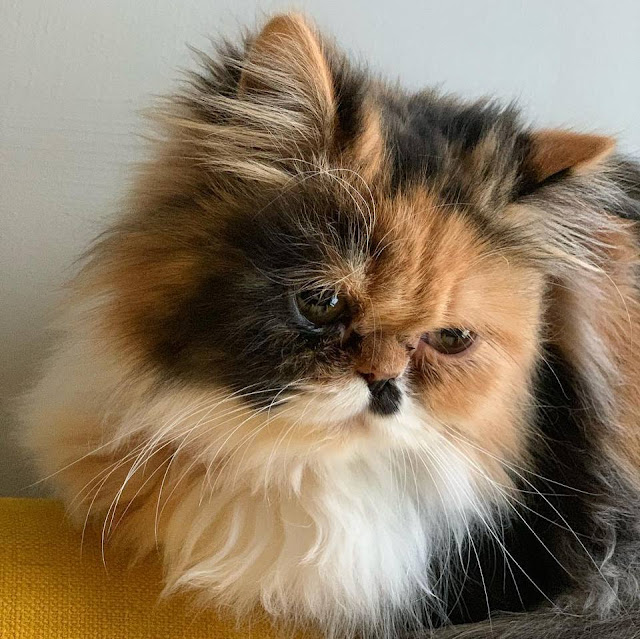 Persian cat