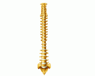 Columna vertebral en el cuerpo humano