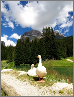 SG2016_CIGNO_SX03