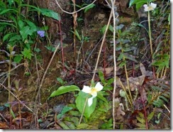 Trilium along the trail