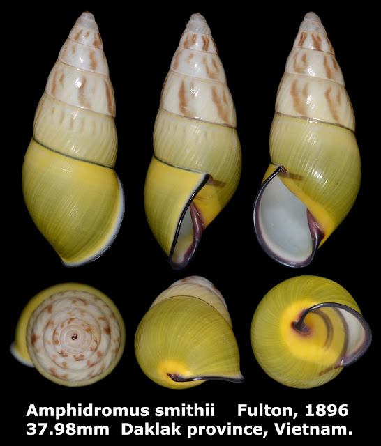 Amphidromus smithii 37.98mm