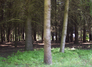 Wooded Area