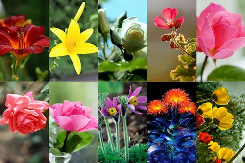 Flores del Jardín (10 wallpapers para iPhone y iPod Touch)