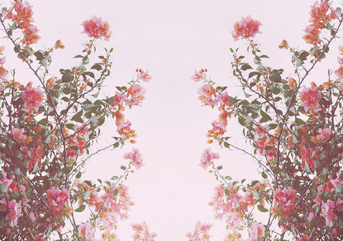 Pink Flowers Backgrounds - Wallpaper Cave