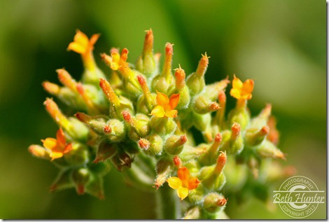 cr-orange-flower