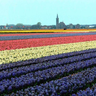 Tulip fields Netherlands