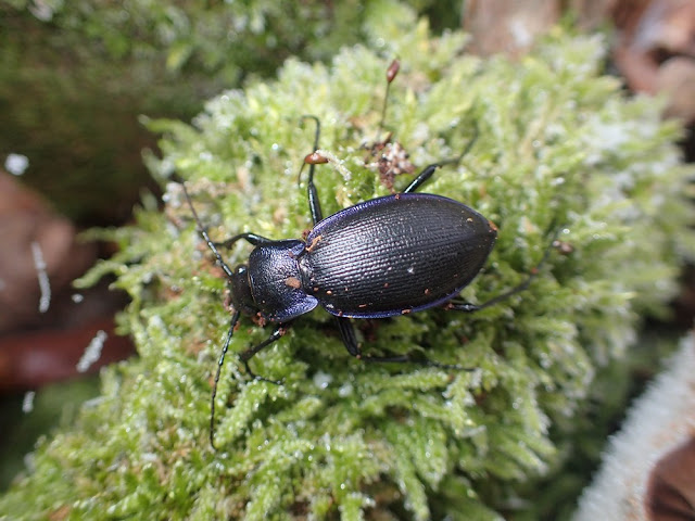 Carabus problematicus