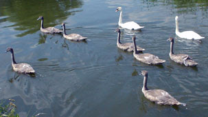 cob, pen and seven cygnets