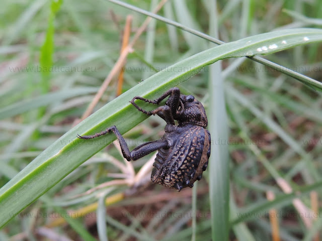 © Brachycerus albidentatus - www.baducanu.eu