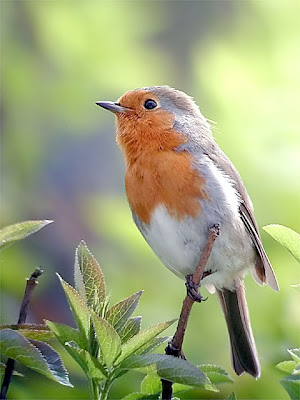 1000 European Robin Picture