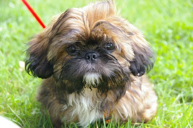 Những hình ảnh quá cute của cún Shih Tzu