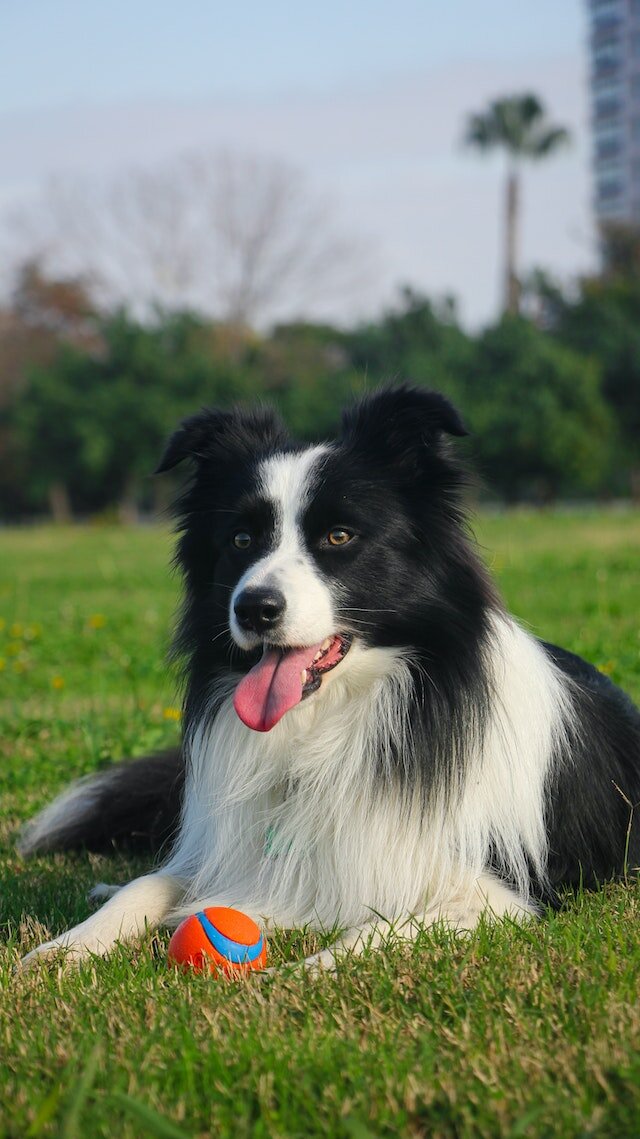 Border Collie - The most brilliant dog breed in the world