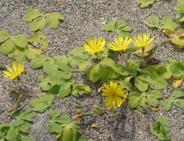 Хоризис ползучий / Иксерис ползучий (Chorisis repens, =Ixeris repens)