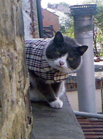 Burberry Cat