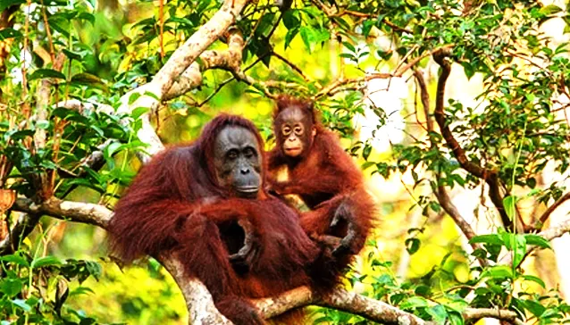 This is the reason why orangutan children should not be separated from their mothers