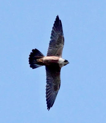 Shaheen Falcon