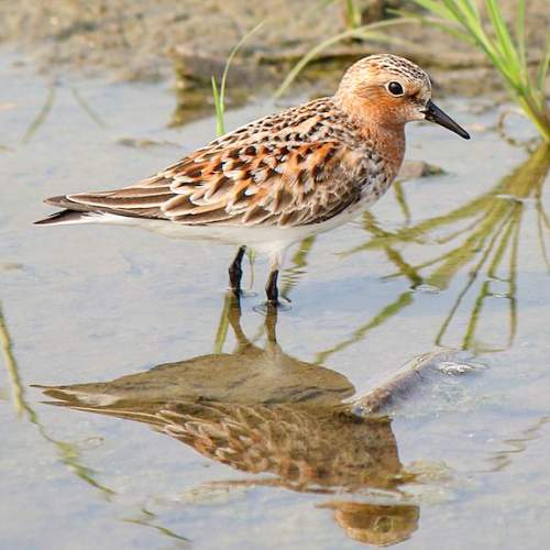 Calidris ruficollis