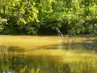 pond