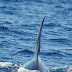 Activity in the Strait of Gibraltar in mid summer