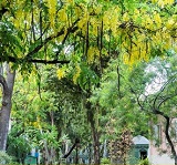 Jardim em Foco: Visitas mediadas ao jardim histórico do Museu Casa de Rui Barbosa