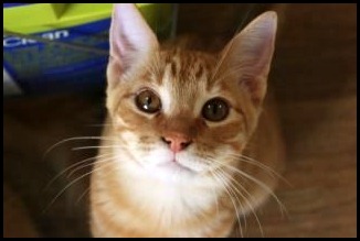 Charlie